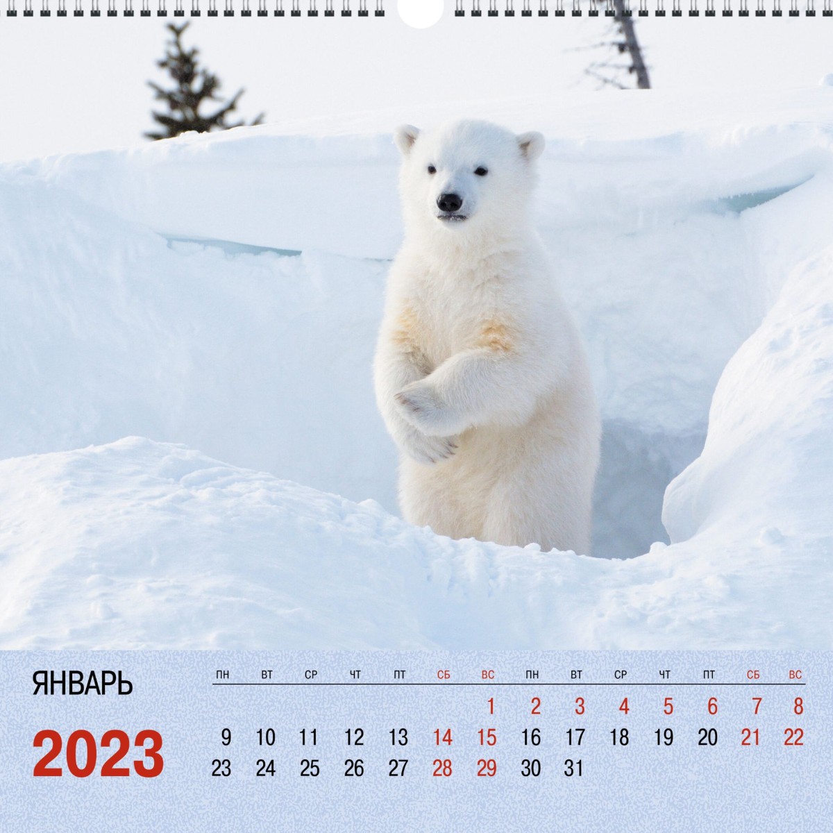 Календарь настенный 2023 КПКС2329 Дикие животные. 4 Фото 1