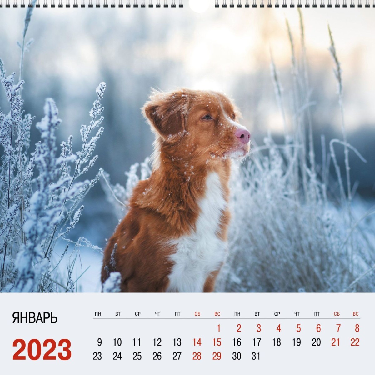Календарь настенный 2023 КПКС2321 Домашние любимцы. 2 Фото 1