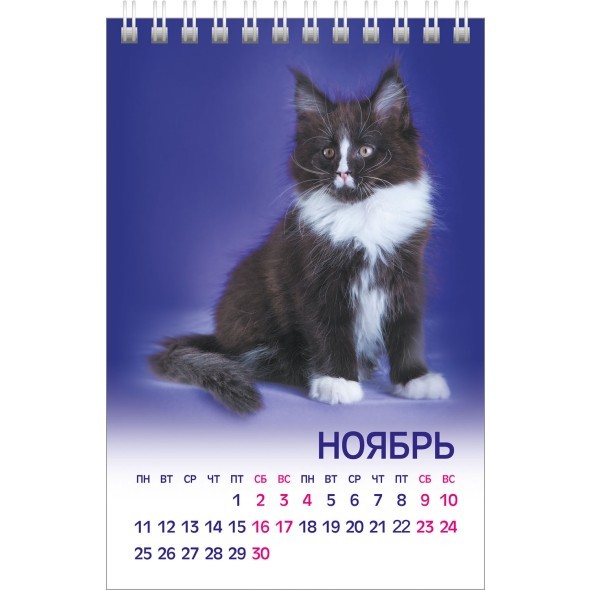 Календарь настольный 2024 (домик) 12КД6гр_28412 МУРчат Коты Превью 1