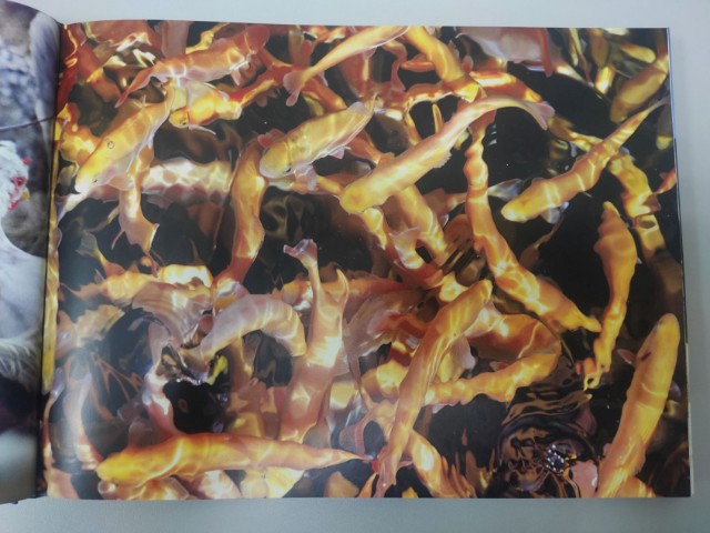 Земля открытий. Альбом Превью 5